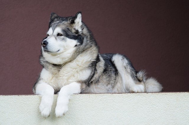 Alaskan Malamute is among the most beautiful dogs in the world with thick fur.