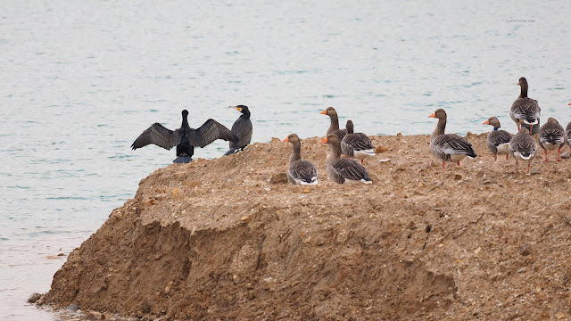 Graugans anser gans olympus 300/4 zuiko mft kormoran