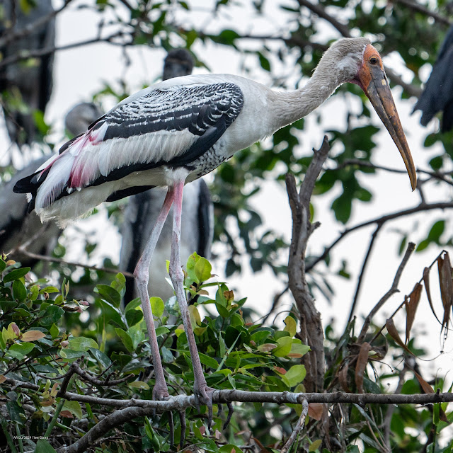Painted Stork (Cò lạo Ấn Độ, Giang sen)