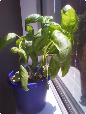 I know what you're thinkin'. That's one handsome basil plant.