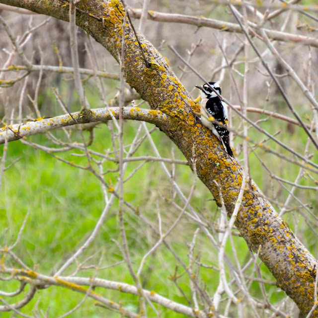 Pacific Downy Woodpecker