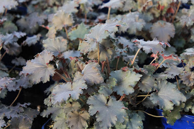 Heuchera Ebony and Ivory -  Ebony and Ivory Coral Bells care