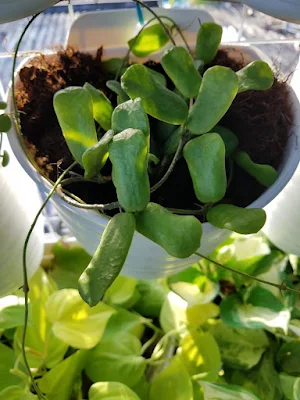 Hoya Rotundiflora