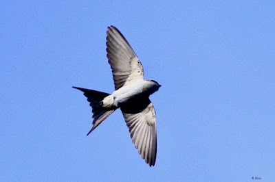 "Red-rumped Swallow , common resident of Mount Abu."