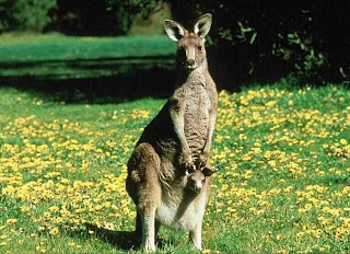 Kangaroo Wallpaper