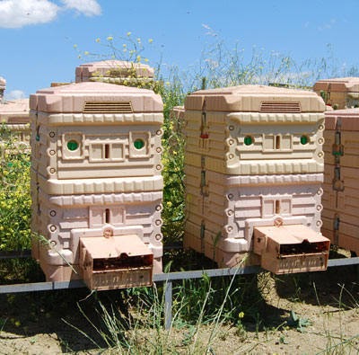 Bee Hive Journal - Help and advice for beekeepers