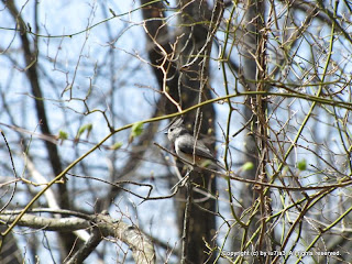 Tufted Titmouse