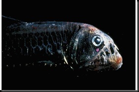 viperfish