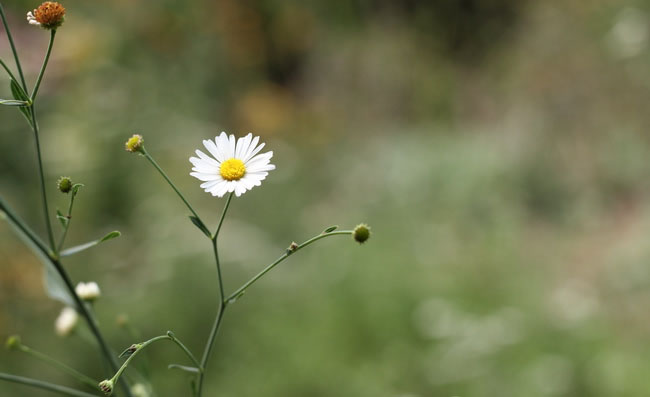 Frost Aster Flowers