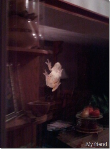 tree frog