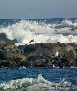 Gulls, 11/13/10, Emerson Rocks, Lot #7, Parker River NWR