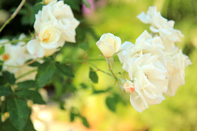 White Roses - Flower Photography by Mademoiselle Mermaid.