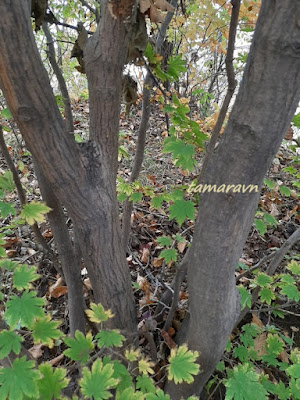 Клён ложнозибольдов (Acer pseudosieboldianum)