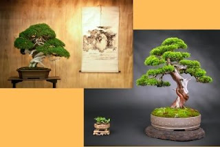 Bonsai for Office Decor