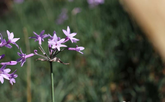 Society Garlic Flowers Pictures