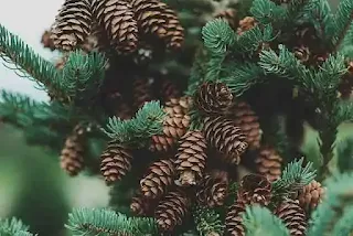 Pine Tree Images