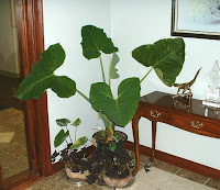 Использование растения маланга