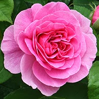 Gertrude Jekyll (Rosa Inglese)