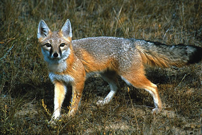 zorra desertica Vulpes velox