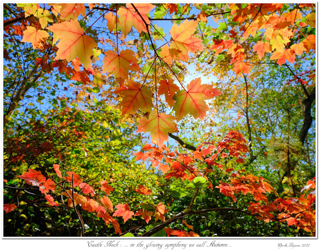 Castle Neck: ... in the glowing symphony we call Autumn...