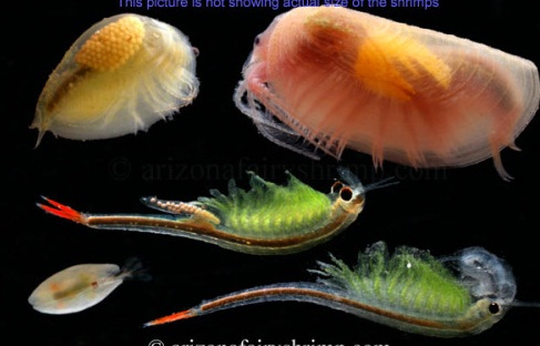 22+ Penting Klasifikasi Crustacea