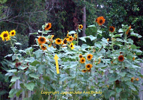 A Hummingbird in my sunflower garden