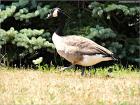 Georges Island: Aves