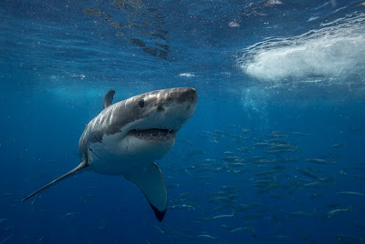 What kills fewer people than sharks each year? - SharkDiver