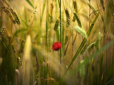 foto de amapola en trigal