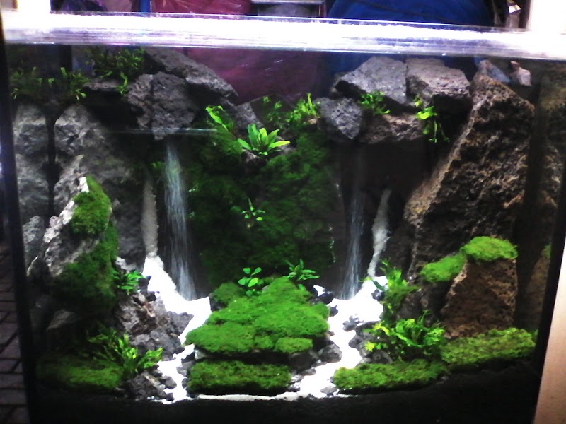 14+ Aquarium Aquascape Kecil, Untuk Mempercantik Ruangan