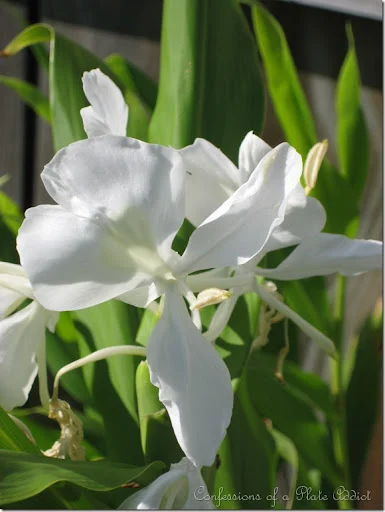 CONFESSIONS OF A PLATE ADDICT Ginger Lilies CONFESSIONS OF A PLATE ADDICT Ginger Lilies