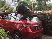 Gubraaaak!!! Dua Mobil Tertimpa Pohon di Depan Kantor Walikota