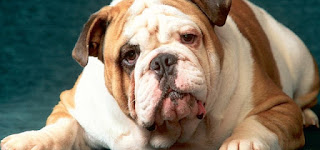 bulldog guaudopta