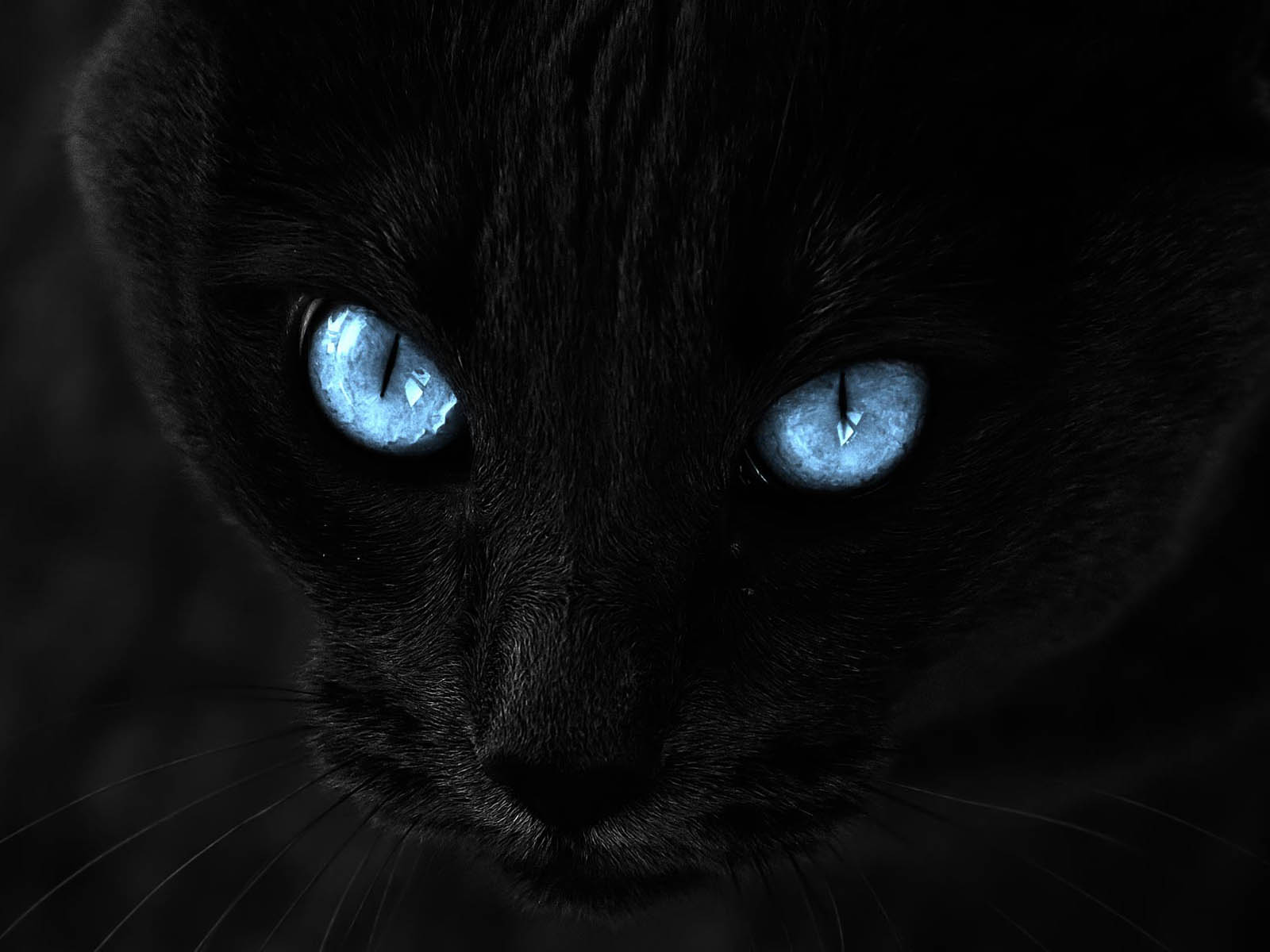 Black Cat with Blue Eyes
