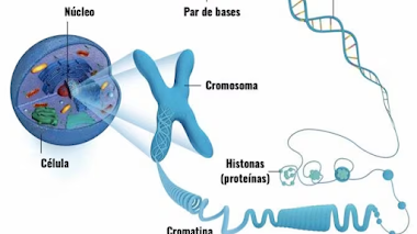 EL ADN: LA MOLECULA ESENCIAL PARA LA VIDA, Y EL JUGUETE DE LA EVOLUCIÓN