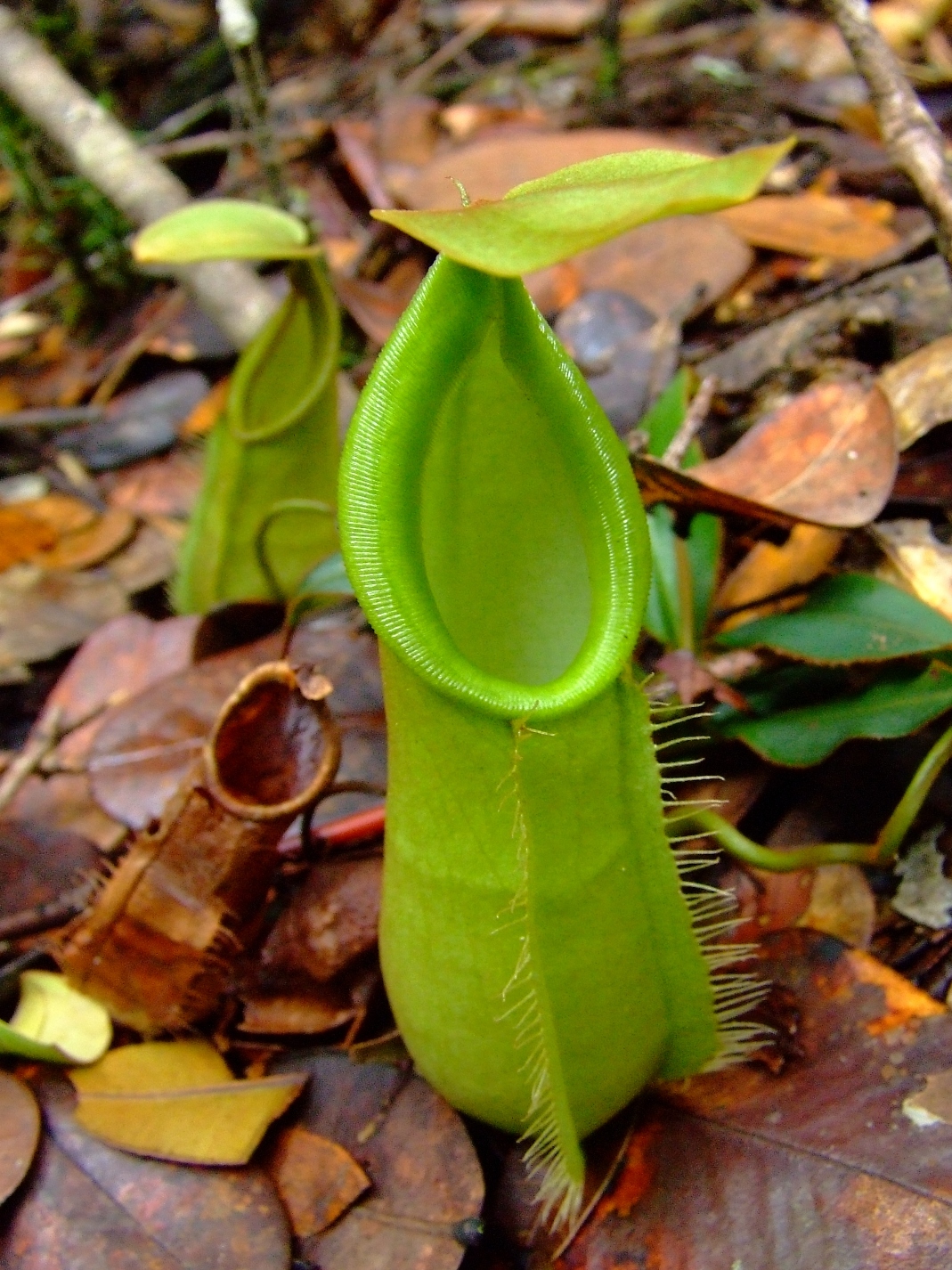  JENIS  TUMBUHAN FLORA  YANG DILINDUNGI DI INDONESIA 