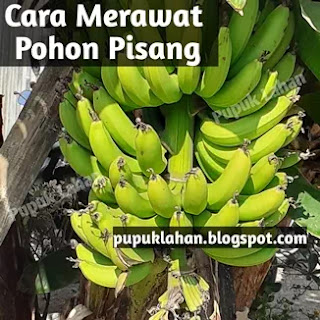 7 Cara Ampuh Merawat Pohon Pisang Biar Hasilnya Tinggi