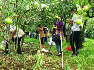 http://tempat-wisata-jatim.blogspot.com/2014/09/agrowisata-batu-malang.html