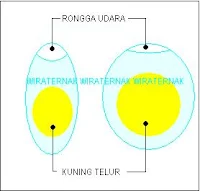 cara penetasan telur