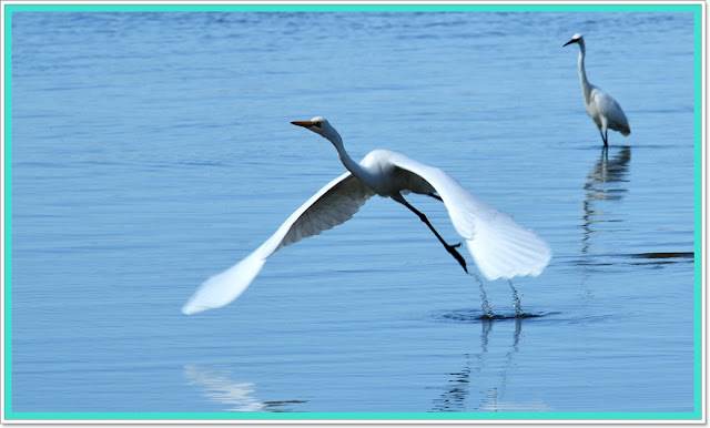 great egret
