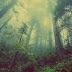  Crean Instituto alemán de Investigación para la Protección de Bosques