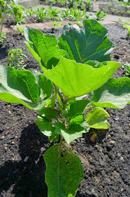 Black Beauty Eggplant, including vegetables in an edible landscape