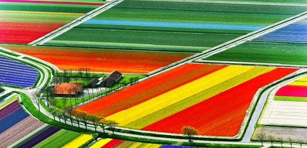 Ladang Tulip, Belanda 