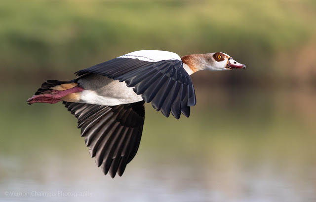 Egyptian Goose in Flight over the Diep River Woodbridge Island Photo: Vernon Chalmers