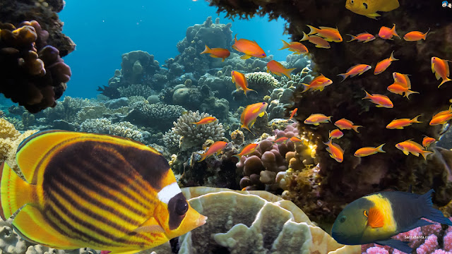 Tropical Fish and Hard Corals in the Red Sea