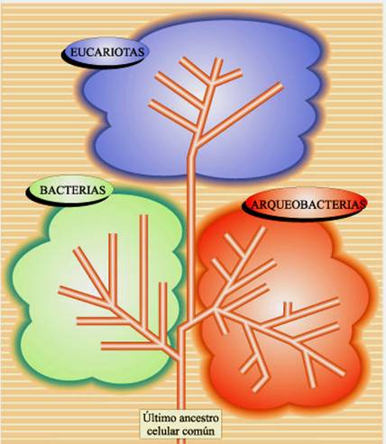 celula procariota y eucariota. celula procariota y eucariota. y eran células procariotas