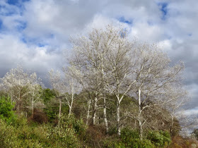 white aspen