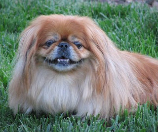 Pekingese