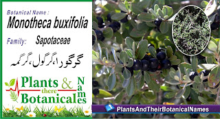 Monotheca buxifolia