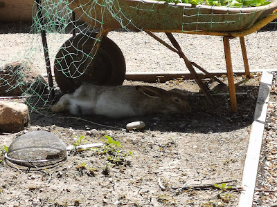 Baby Bunny in our yard